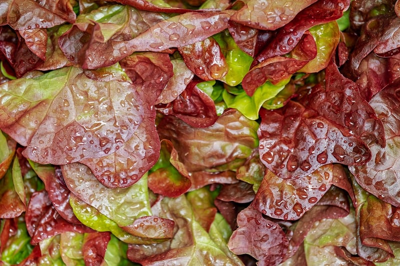 Quick Salad